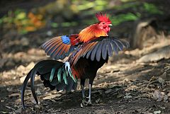 Red Junglefowl